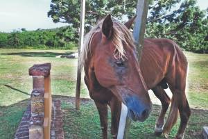 Aumenta el maltrato y abandono de caballos en Puerto Rico