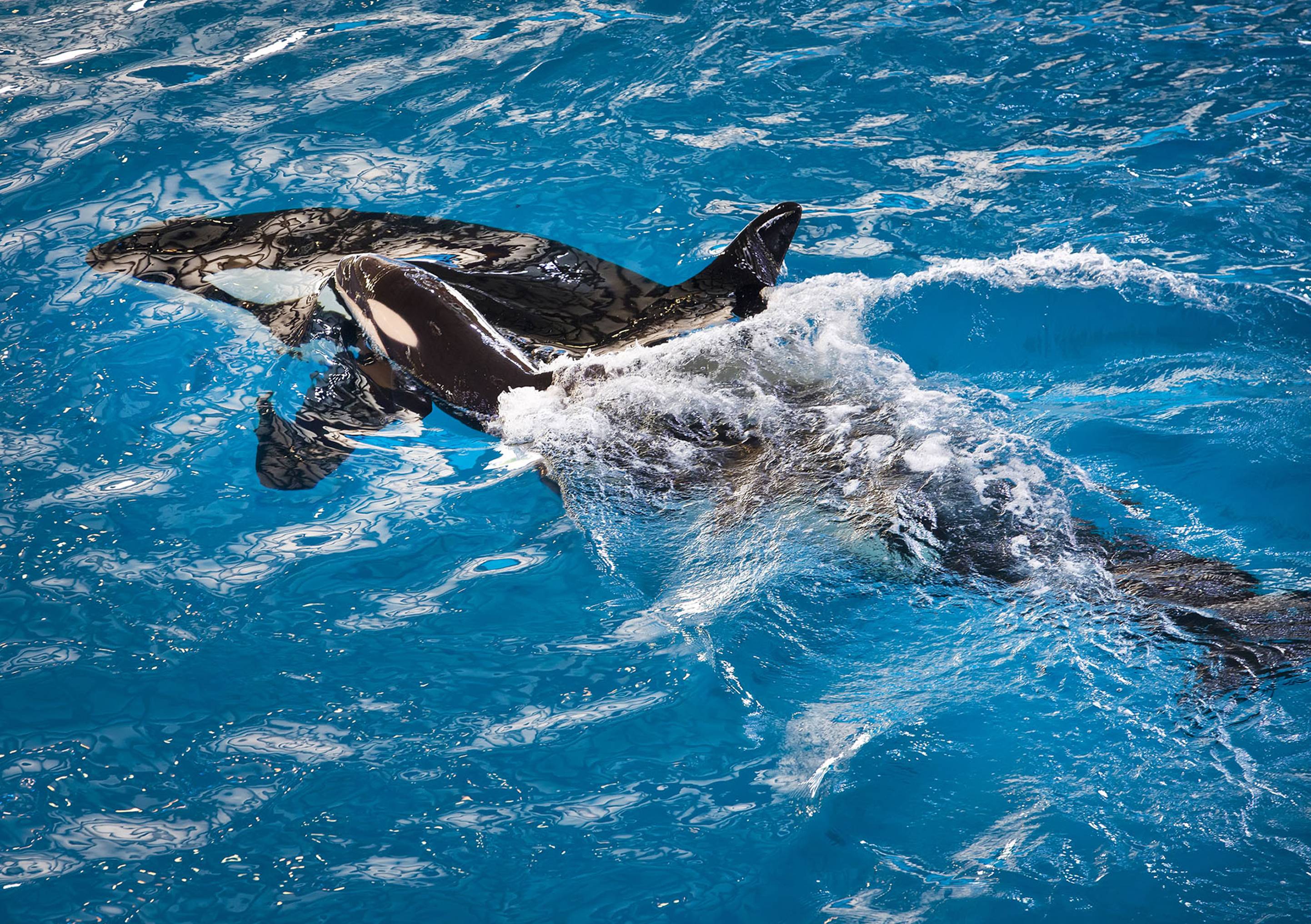 seaworldorcadeathpuer-17dba0c105dbe1fee44d9425172b3087.jpg seaworldorcadeathpuer-17dba0c105dbe1fee44d9425172b3087.jpg