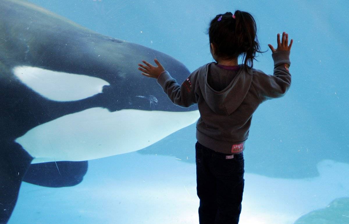 seaworldorcashowpuer1-bd8b6fe8d8506f471c9cd279aea87770.jpg