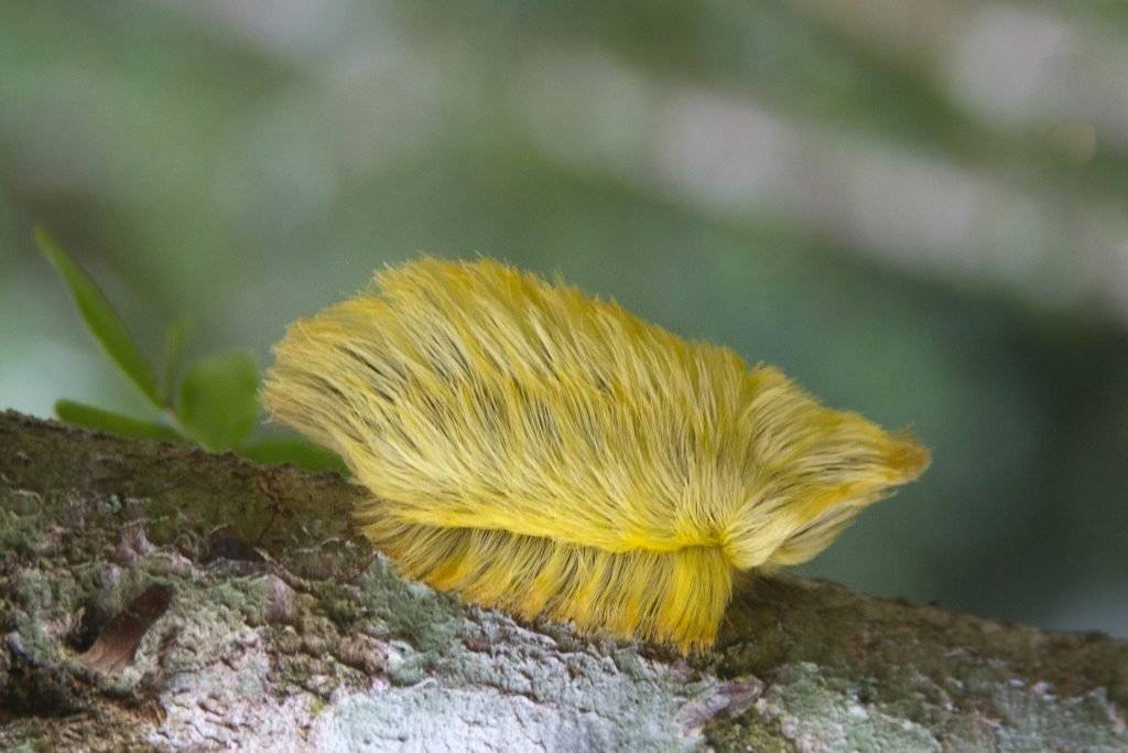 sntrumpcaterpillar11024x683-0f6295e0952745a8832f23c6eaeca2ff.jpg sntrumpcaterpillar11024x683-0f6295e0952745a8832f23c6eaeca2ff.jpg