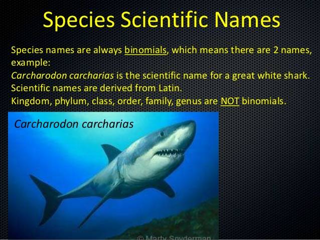 taxonomypresentation5638-bea5b507b5eaf1a6381e24fffde5f993.jpg taxonomypresentation5638-bea5b507b5eaf1a6381e24fffde5f993.jpg