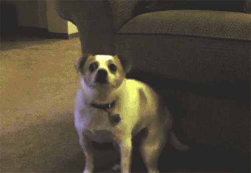 technodog-e630a2fd93e1f452ba5615ec6c70a5cf.gif technodog-e630a2fd93e1f452ba5615ec6c70a5cf.gif