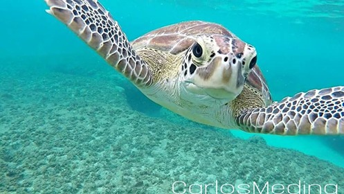 tortugaverdecheloniamydasenplayuela1-4b34fcb694efb3d9b99aed2ee4a8f0bd.jpg tortugaverdecheloniamydasenplayuela1-4b34fcb694efb3d9b99aed2ee4a8f0bd.jpg