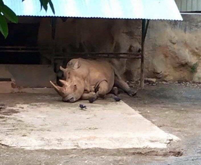 zoologicodemayaguez04ins373531749-6191e493bd1d2af591ee7ba670feb40e.jpg zoologicodemayaguez04ins373531749-6191e493bd1d2af591ee7ba670feb40e.jpg