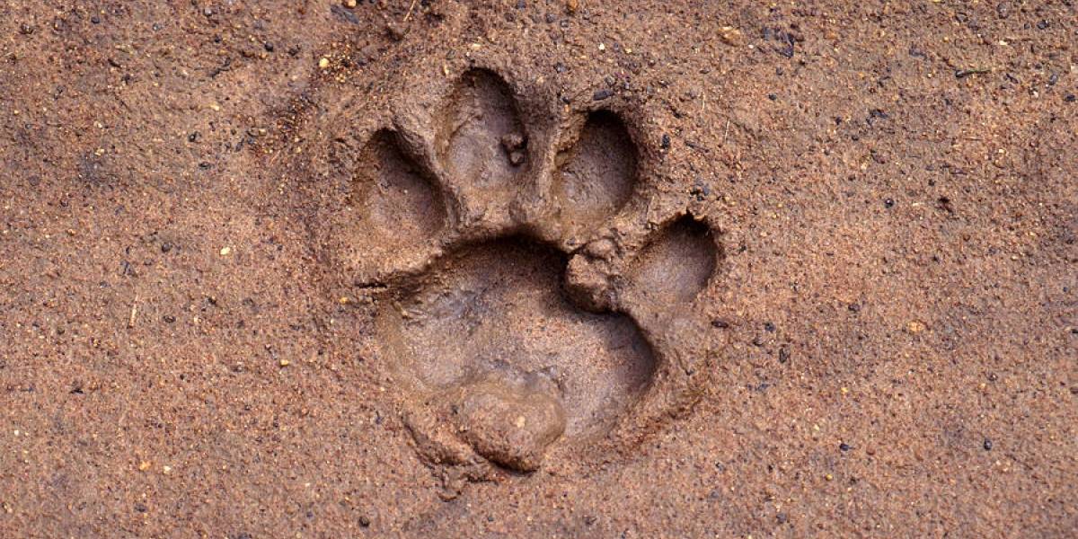 Los mamíferos han perdido millones de años de historia evolutiva gracias a los seres humanos