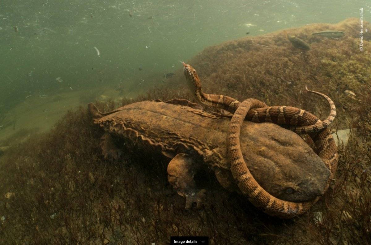Wildlife Photographer of the Year