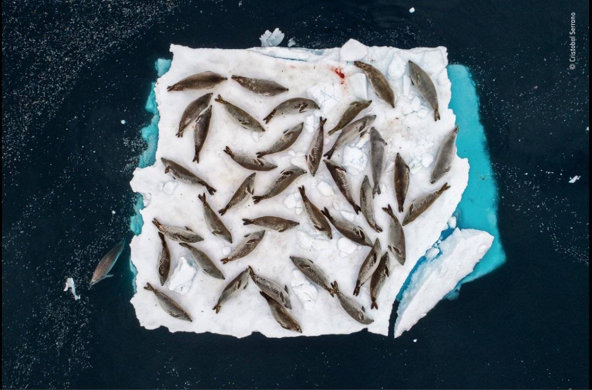 Wildlife Photographer of the Year