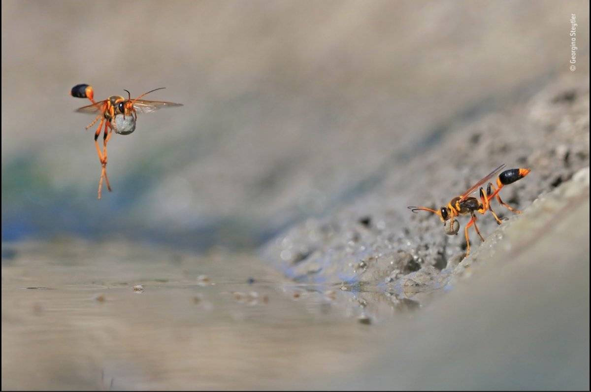 Wildlife Photographer of the Year