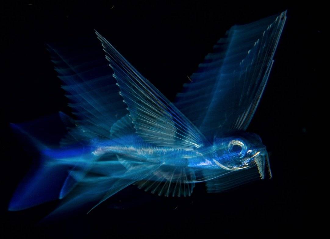 Wildlife Photographer of the Year
