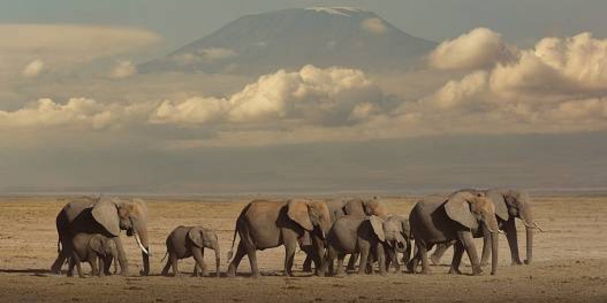 Mataron a un elefante y la familia del animal quiso cobrarse venganza Mataron a un elefante y la familia del animal quiso cobrarse venganza
