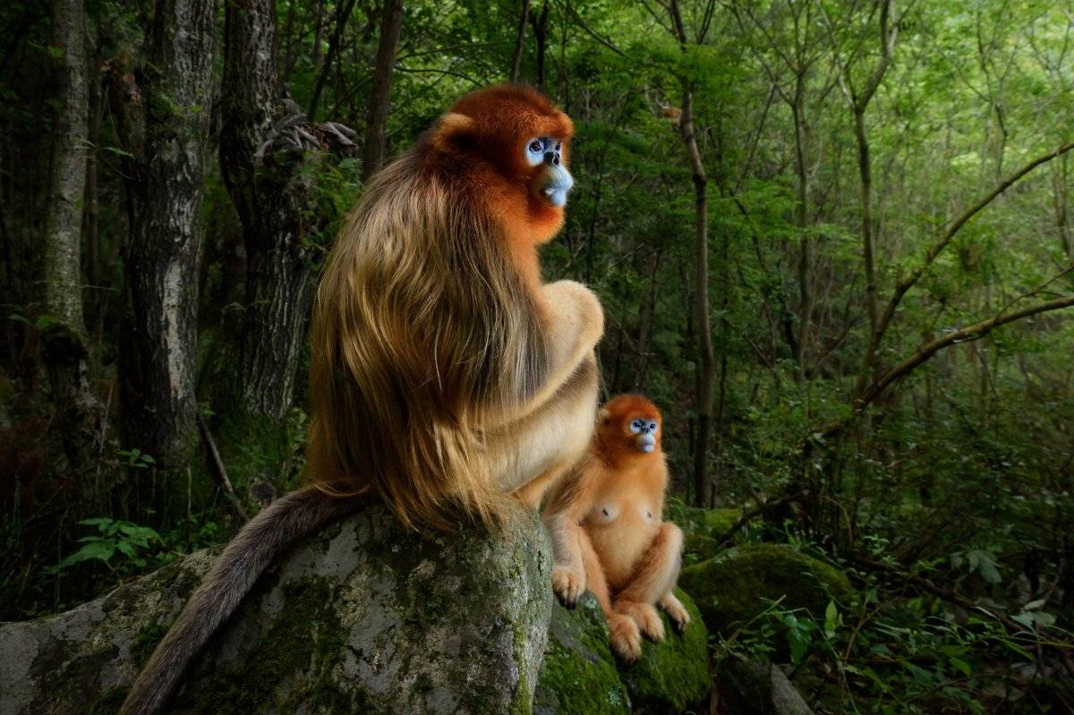 La Pareja Dorada