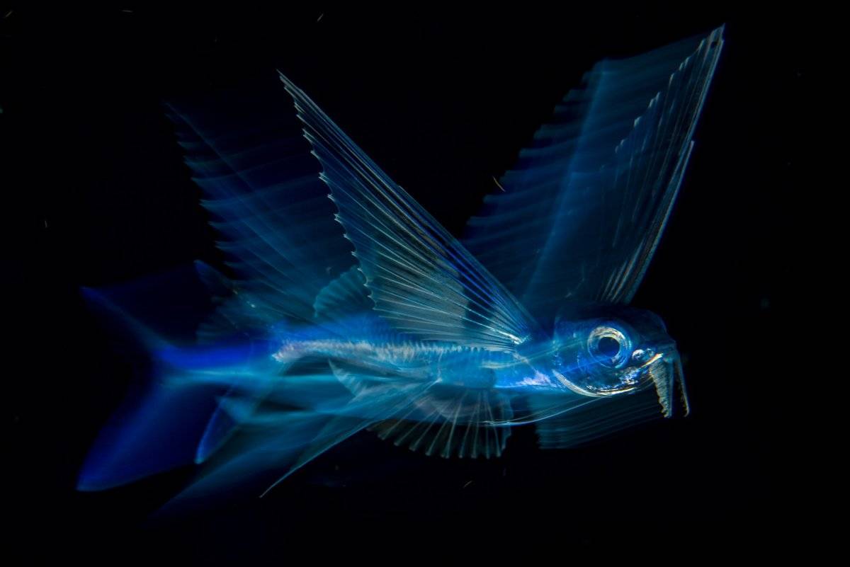 Vuelo Nocturno