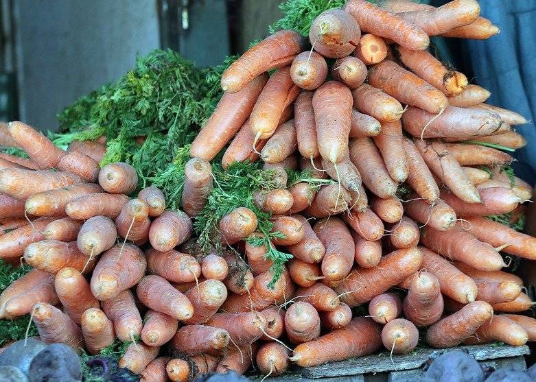 Zanahorias chilenas