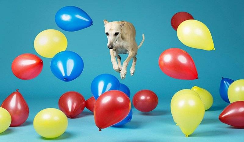 globos por un perro