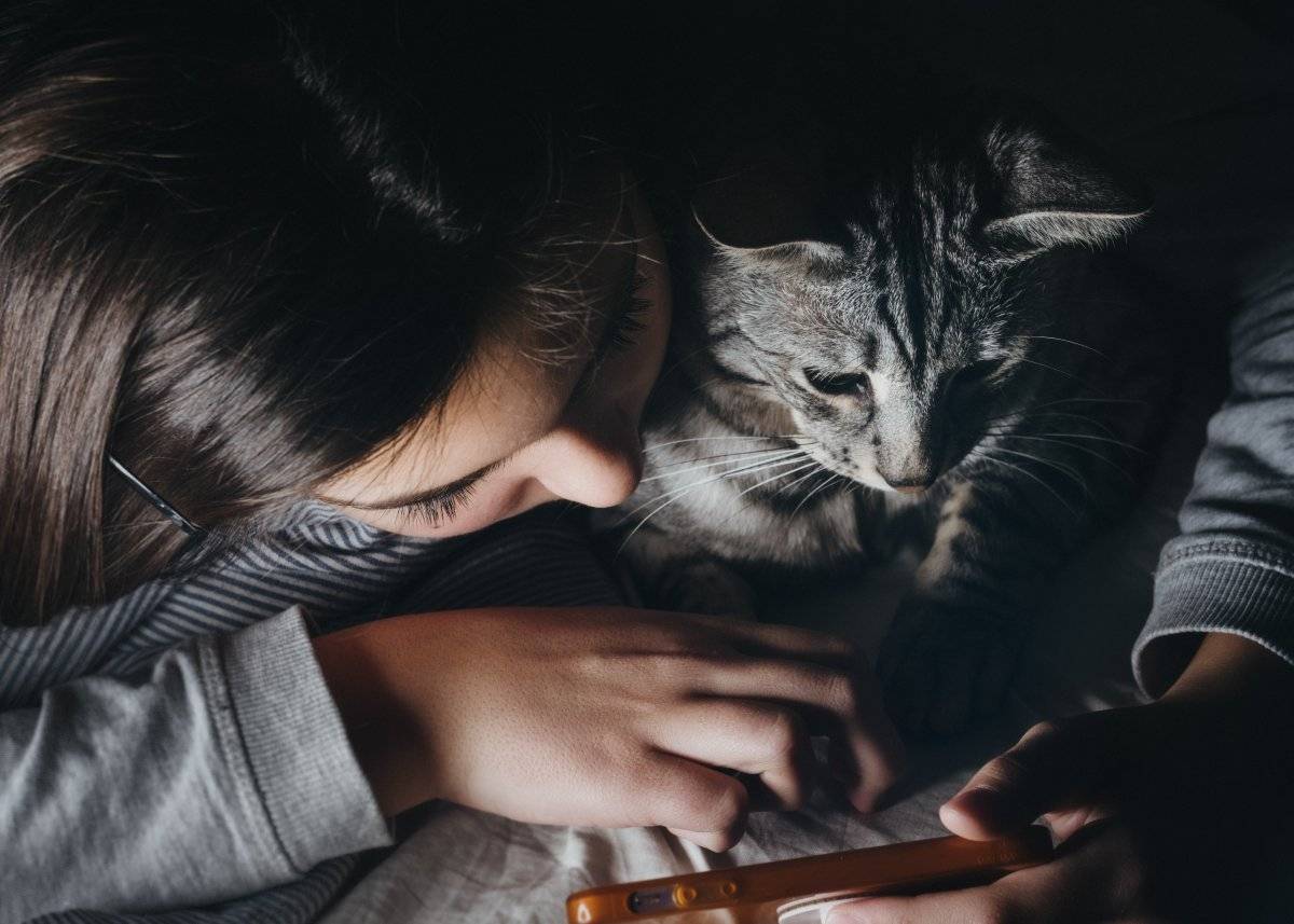 gatos