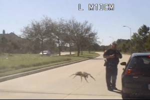 La peor pesadilla de todas: el terrorífico momento en que araña gigante