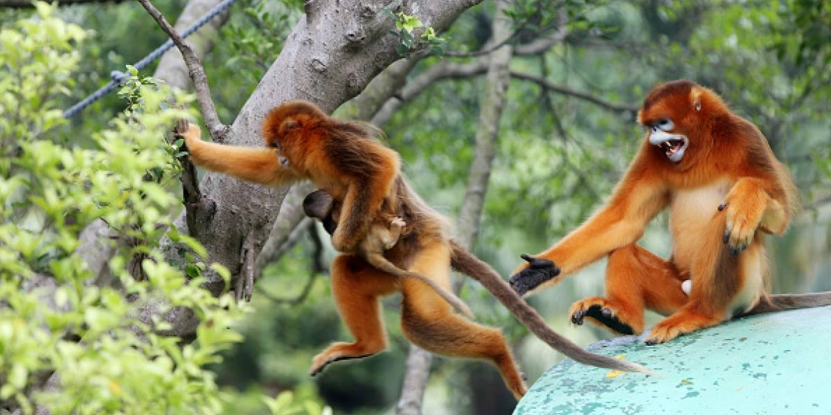 Monos mataron a anciano a ladrillazos en la India Monos mataron a anciano a ladrillazos en la India