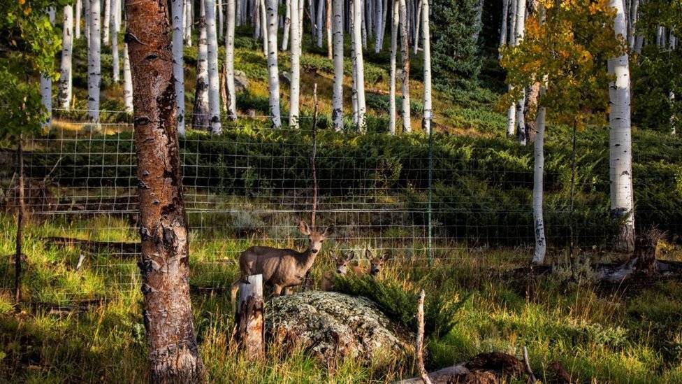 103938284deer-02d36cffc0fe8bc5add94f3afbb32040.jpg