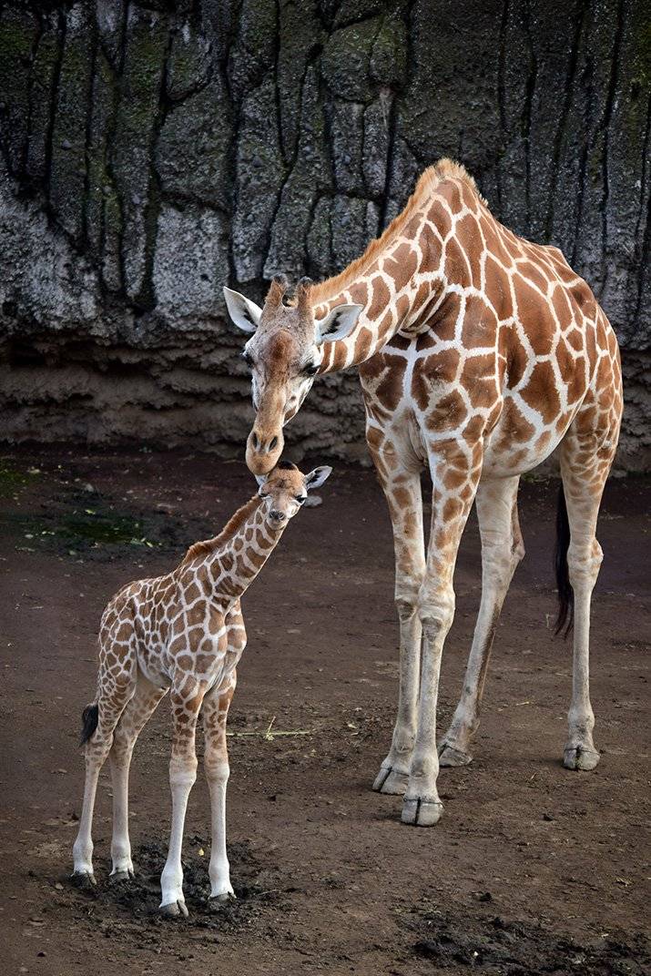 Jirafa