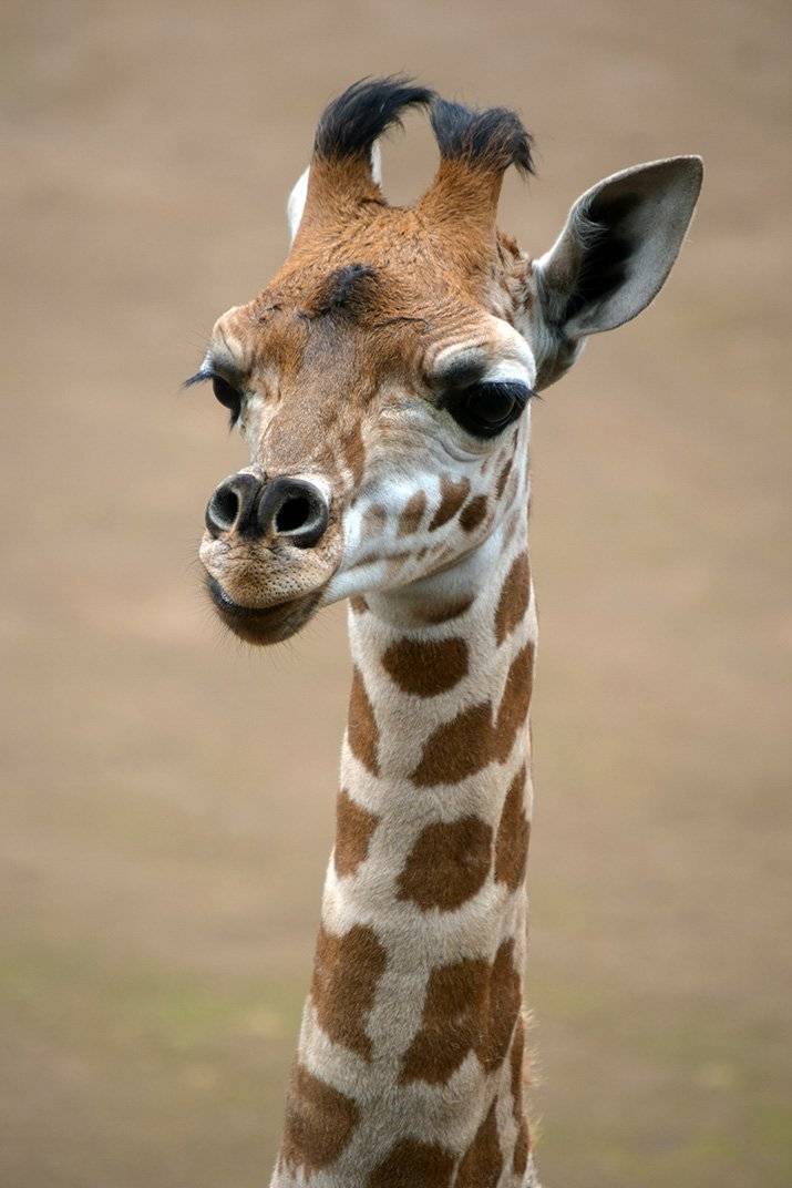 Jirafa
