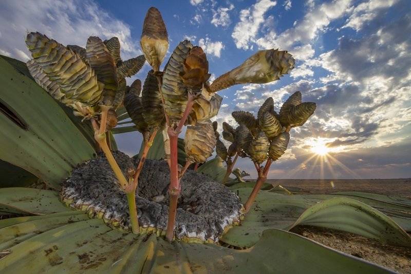 5 Reliquia del desierto