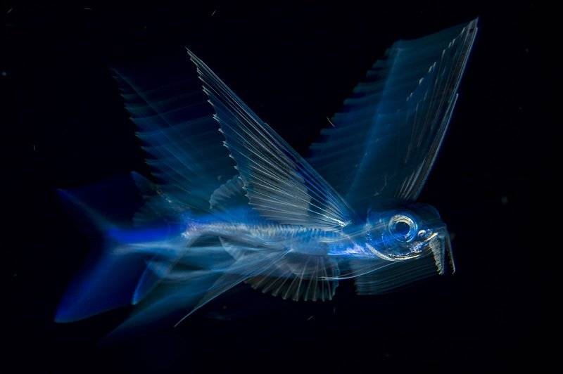 4 Vuelo Nocturno
