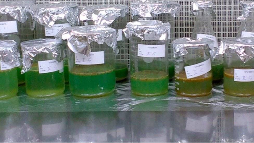103970444microplasticofezes-d7c634115b9067fa2c174d8b5bd80fa2.jpg
