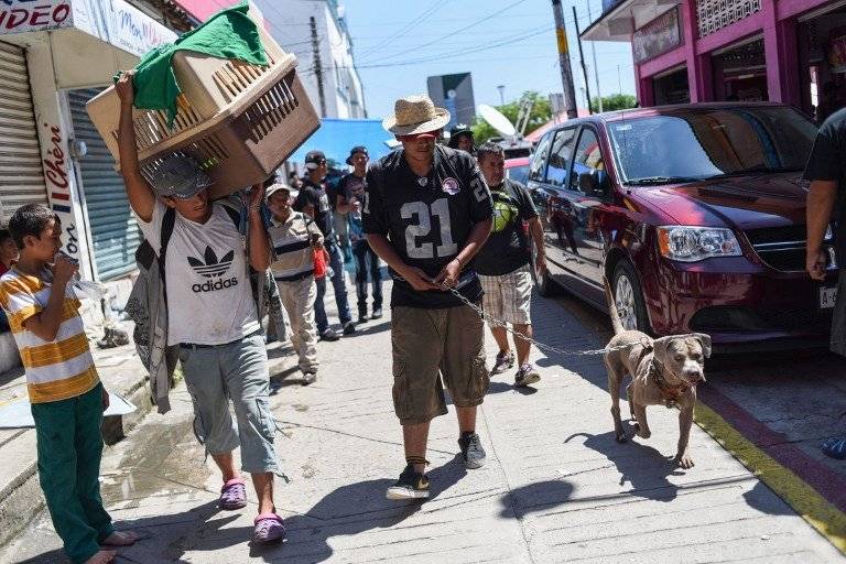 Conoce a 'Bolillo' el perro que alegra a la caravana migrante Conoce a 'Bolillo' el perro que alegra a la caravana migrante