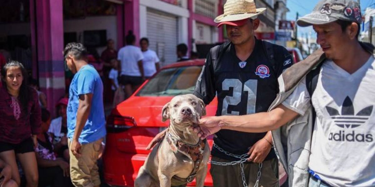 'Bolillo', el perro que viaja con la caravana de migrantes hondureños