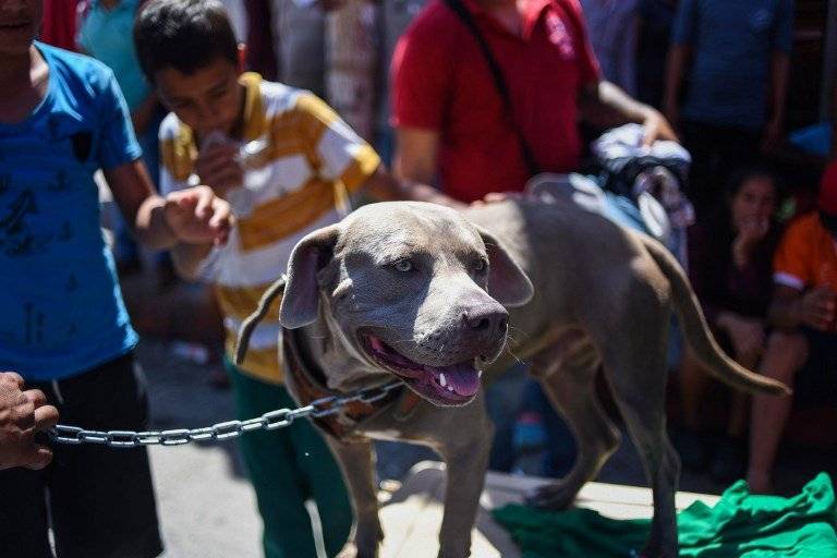 Conoce a 'Bolillo' el perro que alegra a la caravana migrante Conoce a 'Bolillo' el perro que alegra a la caravana migrante