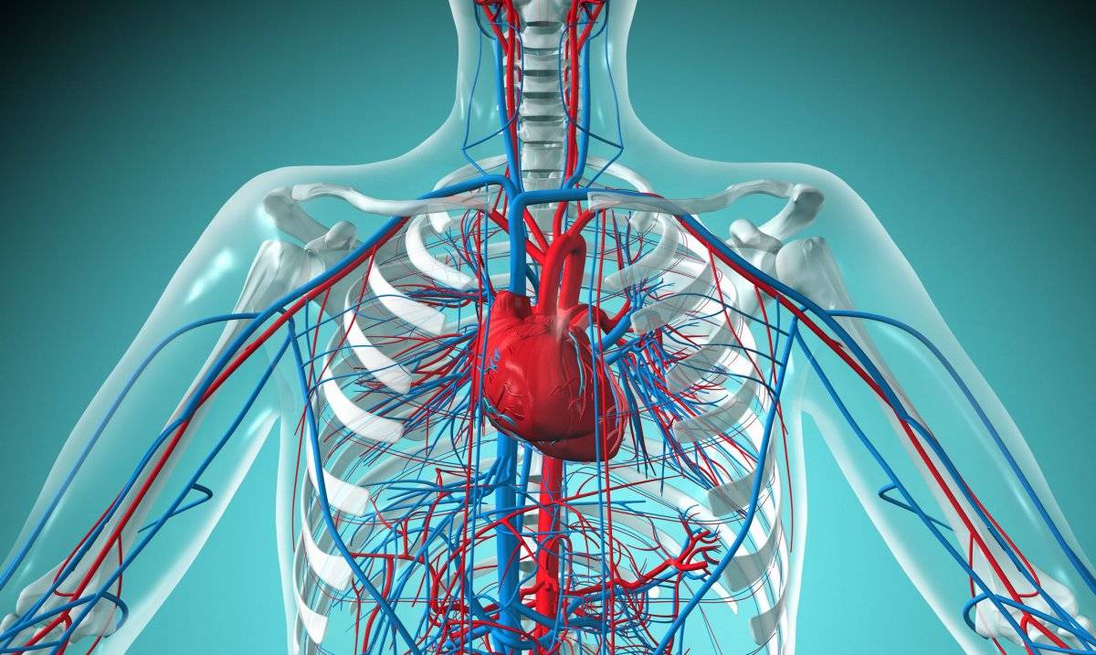 corazón