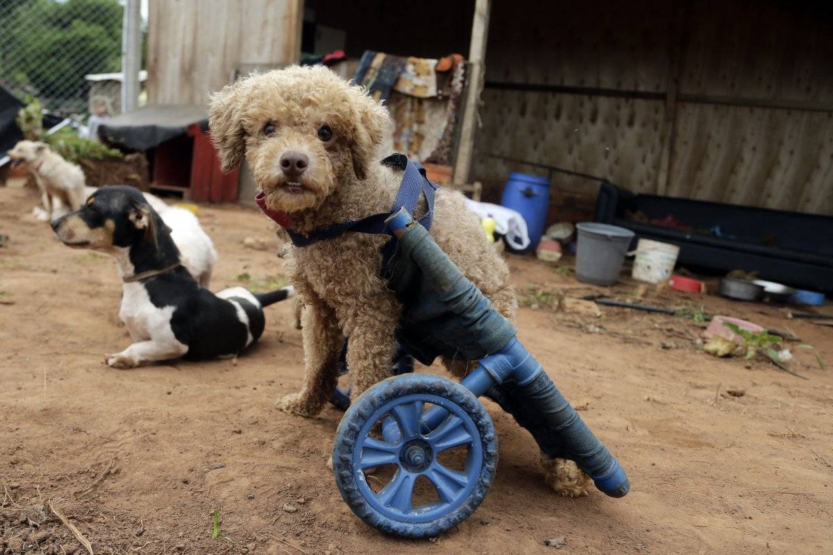 Silla de ruedas para mascotas