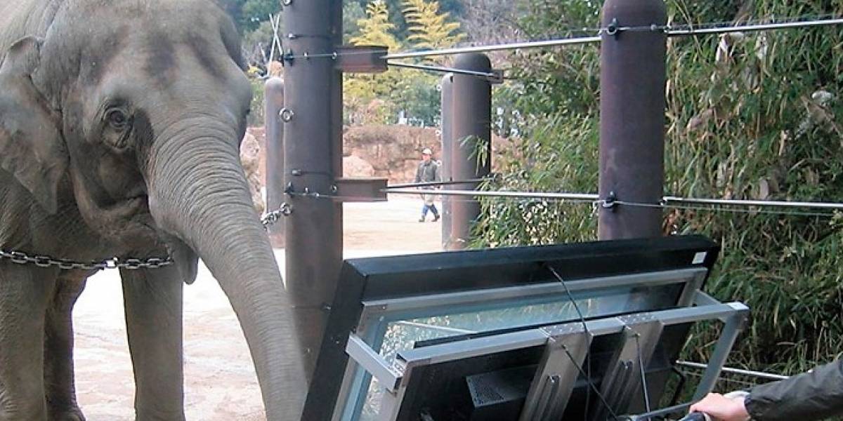Superdotados: Los elefantes asiáticos son los verdaderos matemáticos del reino animal