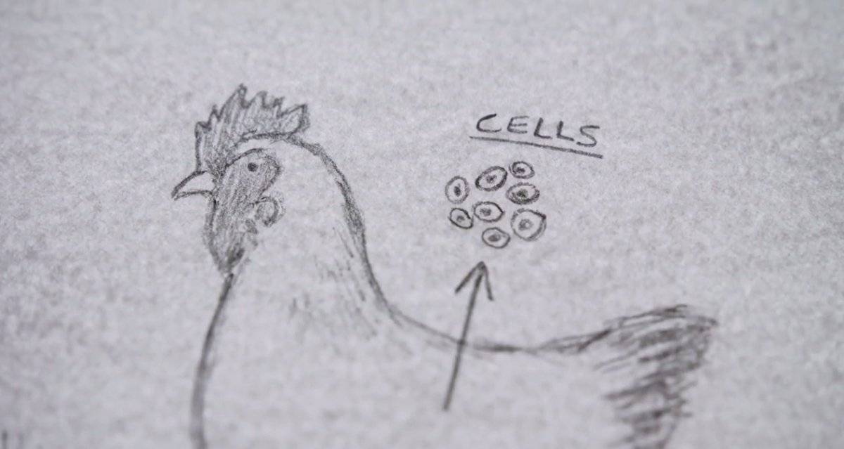 Pollo