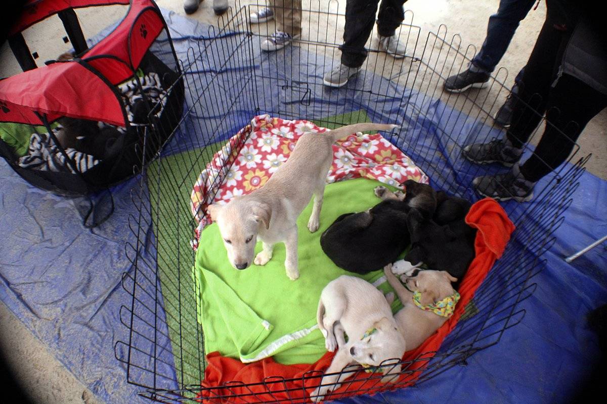 perritos