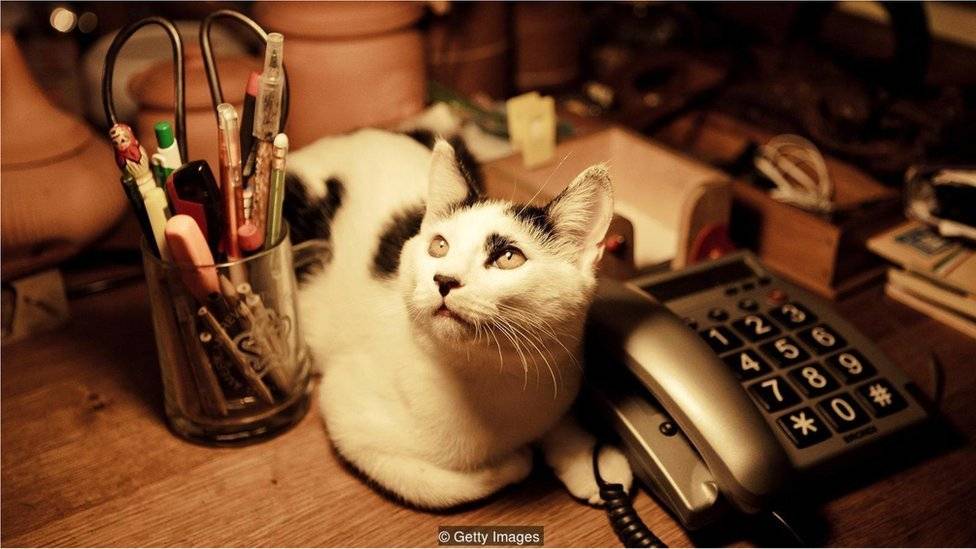 103920392pet3-0a81142df15f69246b7e2b0a630f248c.jpg