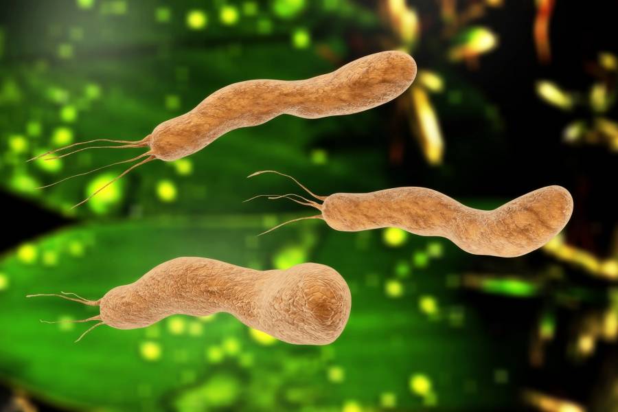 la bacteria h pylori se contagia