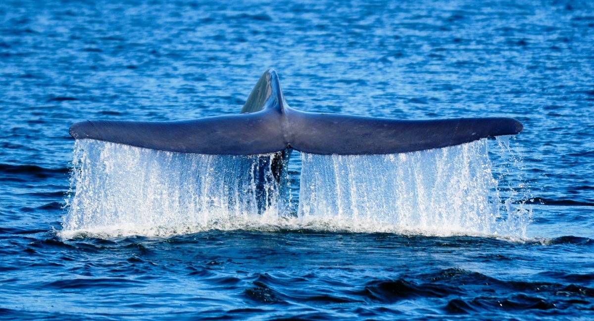 ballena