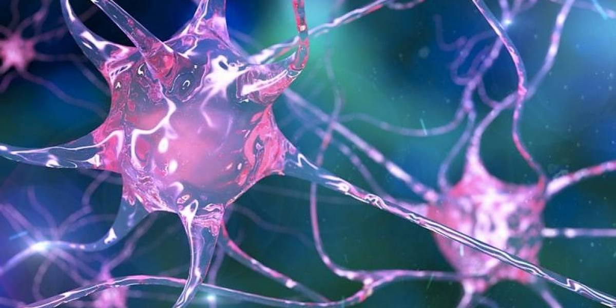 Generar nuevas neuronas es posible, aunque necesitas crear un sencillo hábito