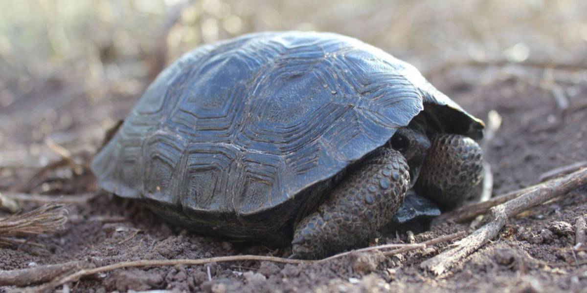 Mundo enfermo: Se robaron 123 tortugas de las Islas Galápagos