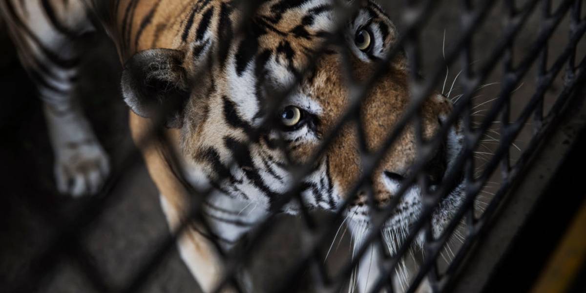 Desastre ambiental: el 60% de los animales vertebrados del planeta han desaparecido en los últimos 44 años