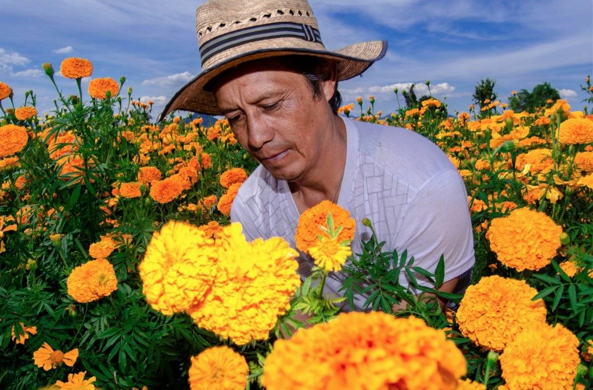 flores