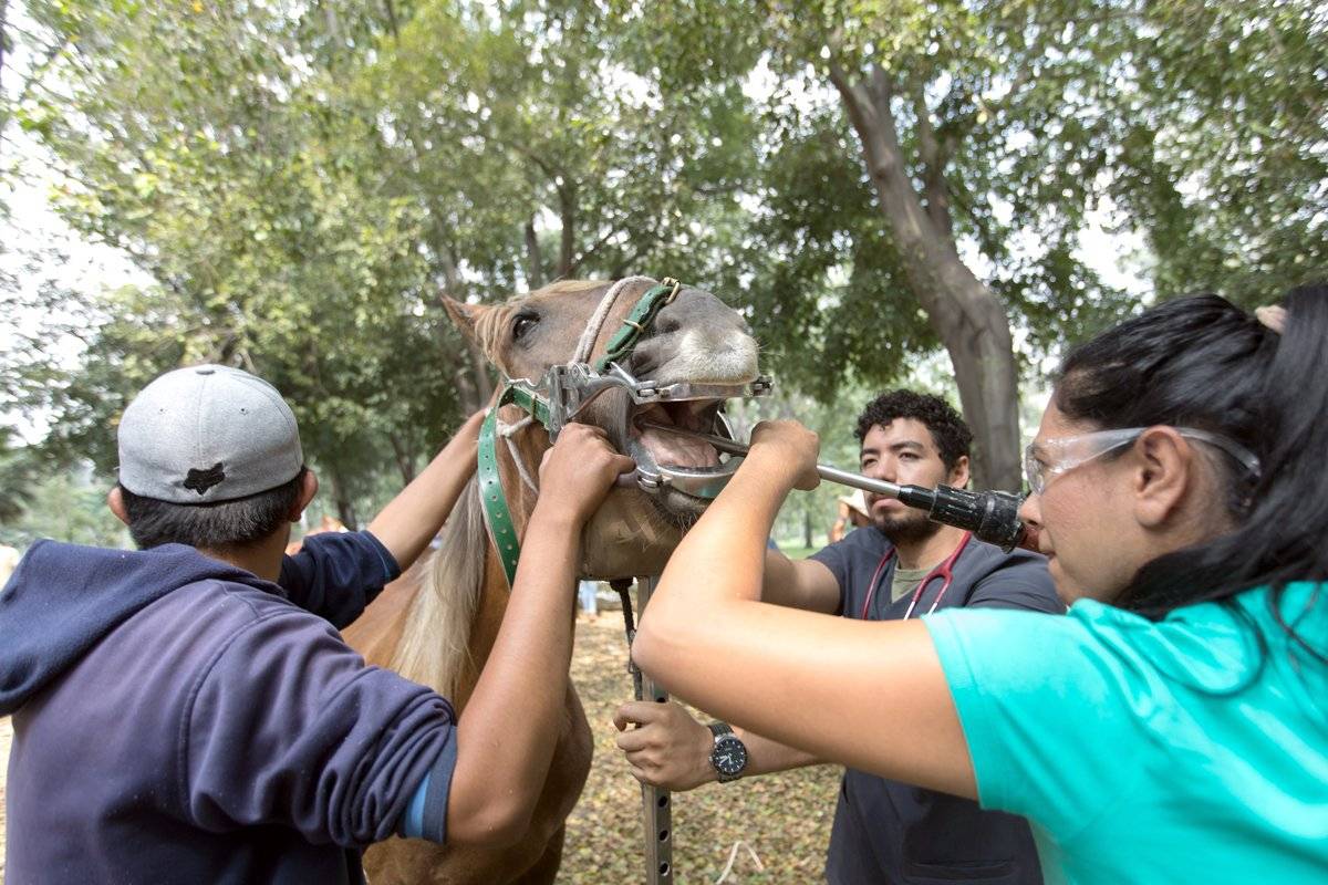 Realizan operativo para analizar estado de salud de caballos de calandrias