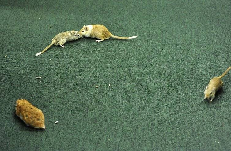 camundongo rato