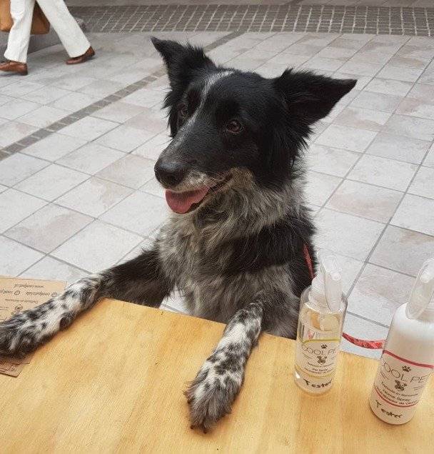 perrito