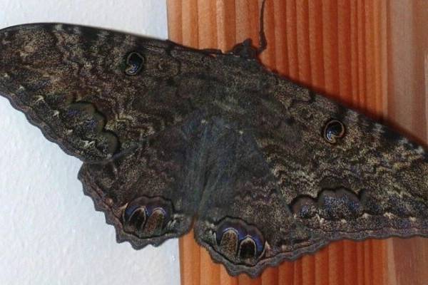 Mariposa Negra Significado Desmontaje Autom tico