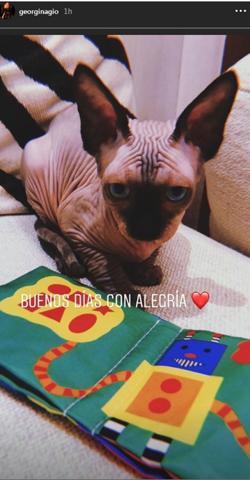 Gato