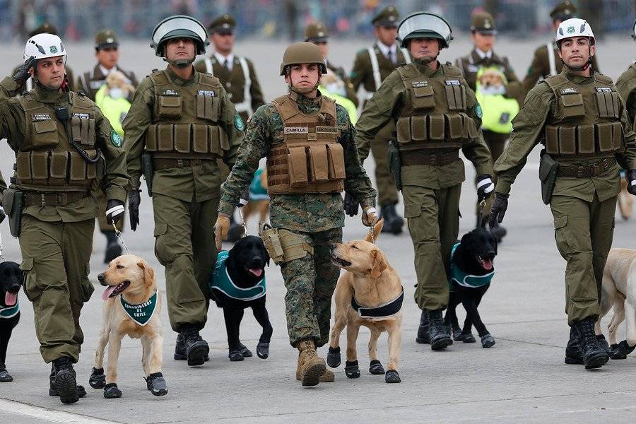Ejemplares de la Escuela de Adiestramiento Canino en la Parada Militar de 2018