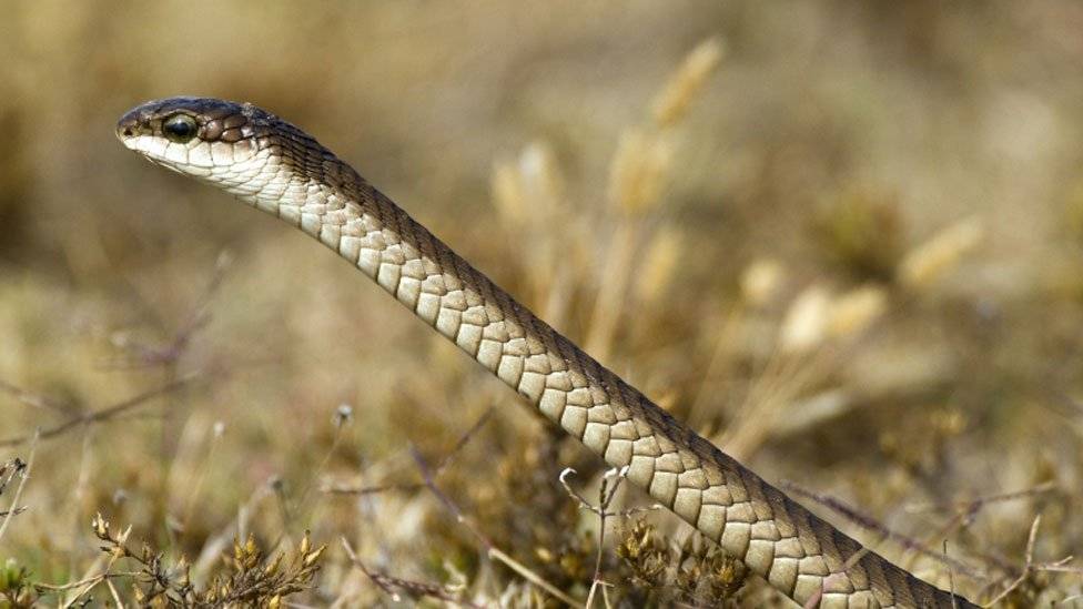 104220143boomslang1-a37a46c5ad751c259aa5ac57332f4a80.jpg