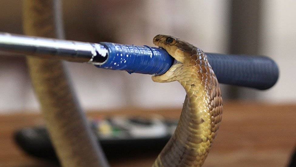 104220146boomslang21-cf7cfc4c1d104826796635c192cfb731.jpg